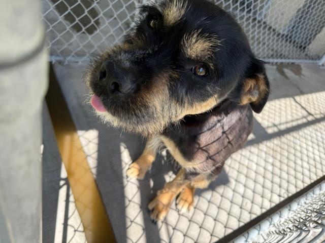[No Name] #A1418: Male Dog