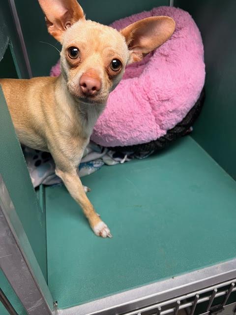 [No Name] #A1398: Male Dog