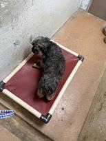 Oso #A1495: Male Dog