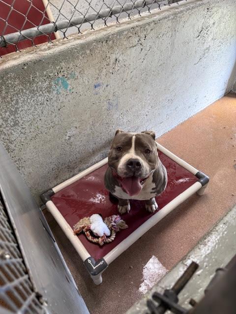 [No Name] #A1465: Male Dog