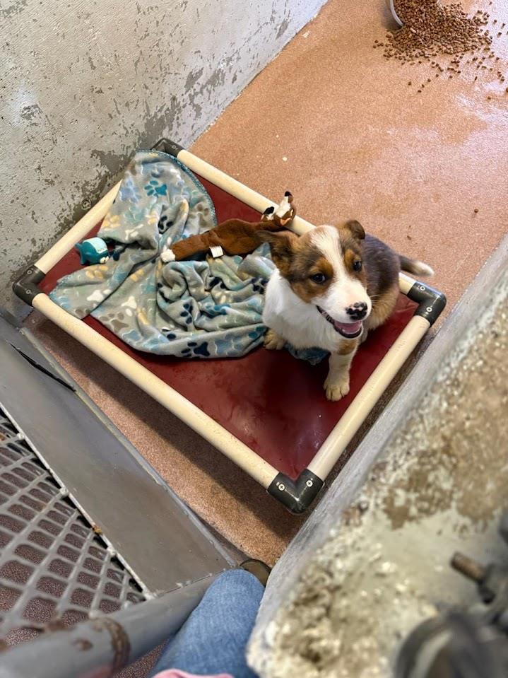 Jett #A1744: Male Dog