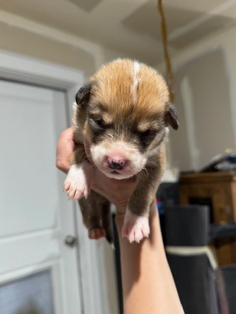[No Name] #A1413: Male Dog