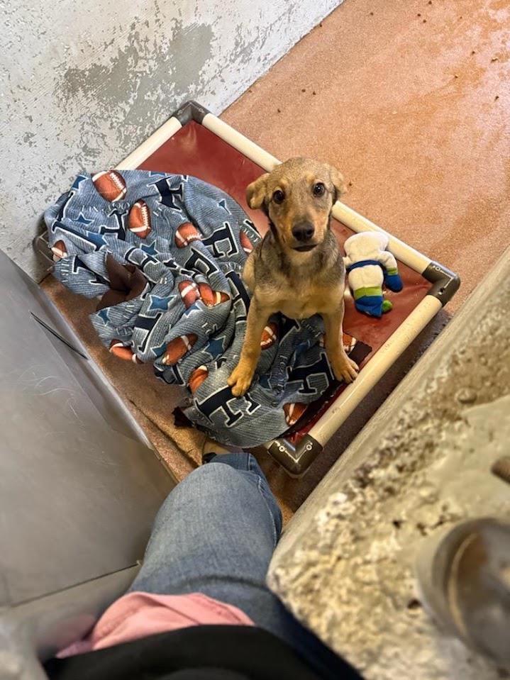 Basil #A1745: Male Dog