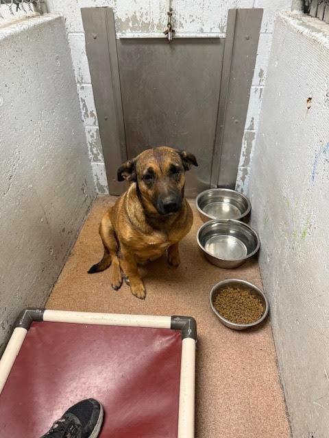 [No Name] #A1545: Female Dog