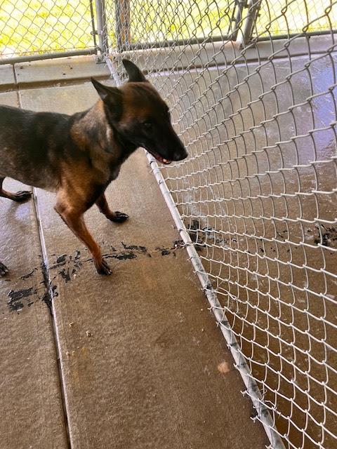 [No Name] #A1399: Female Dog