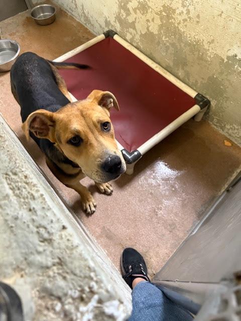 [No Name] #A1477: Male Dog