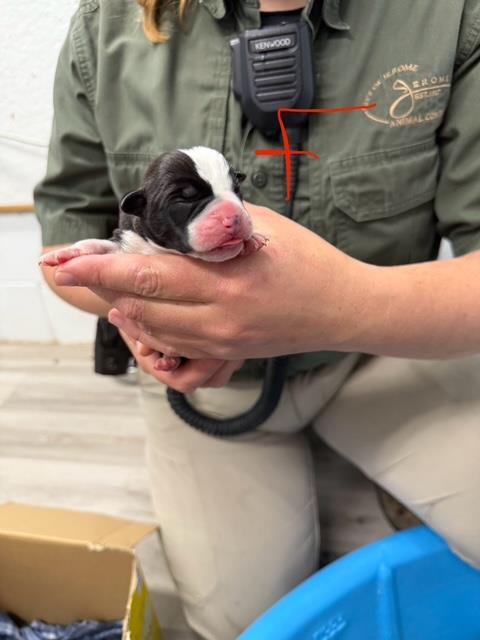 [No Name] #A1440: Female Dog