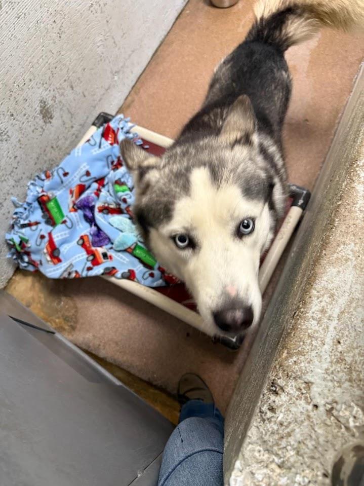 Orion #A1752: Male Dog