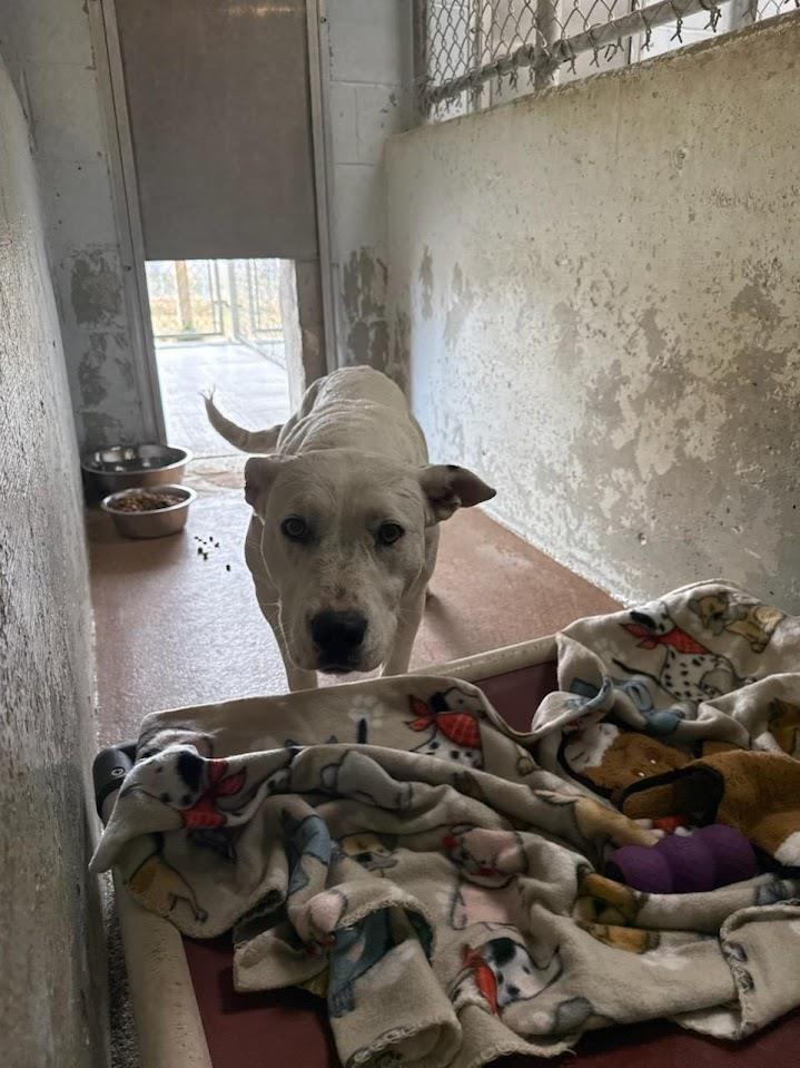 Mamma Shy #A1746: Female Dog