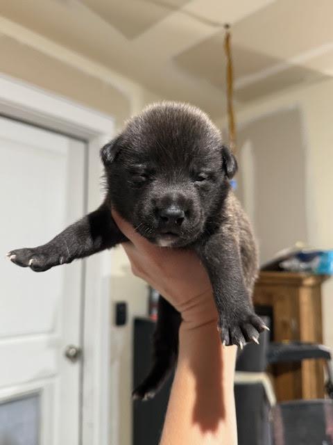 [No Name] #A1410: Male Dog