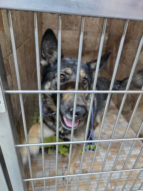 [No Name] #A1492: Dog