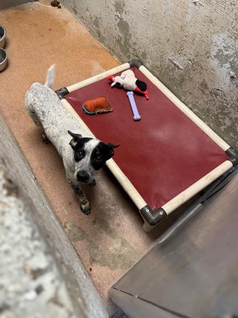 [No Name] #A1543: Male Dog