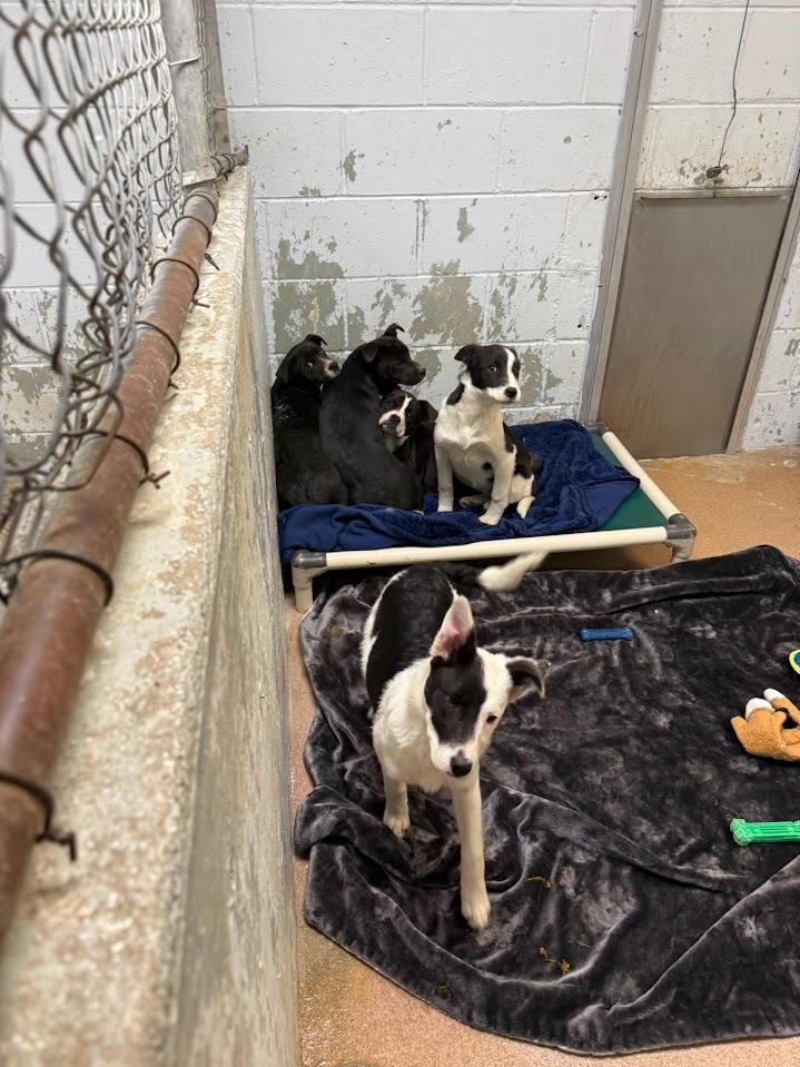 Tilly #A1751: Female Dog