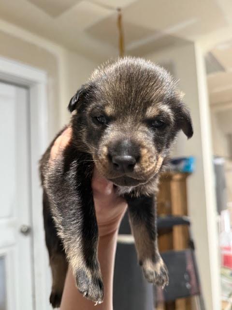 [No Name] #A1415: Male Dog