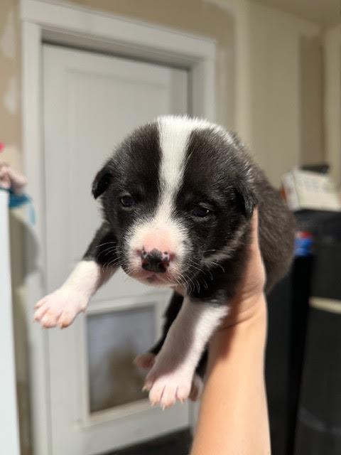 [No Name] #A1408: Male Dog