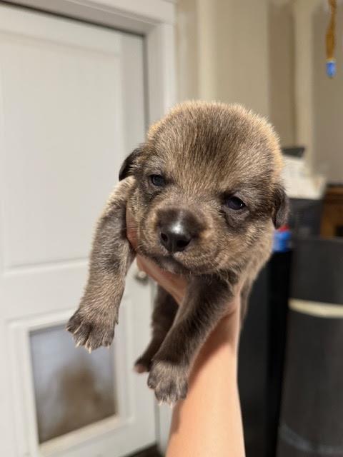 [No Name] #A1406: Male Dog