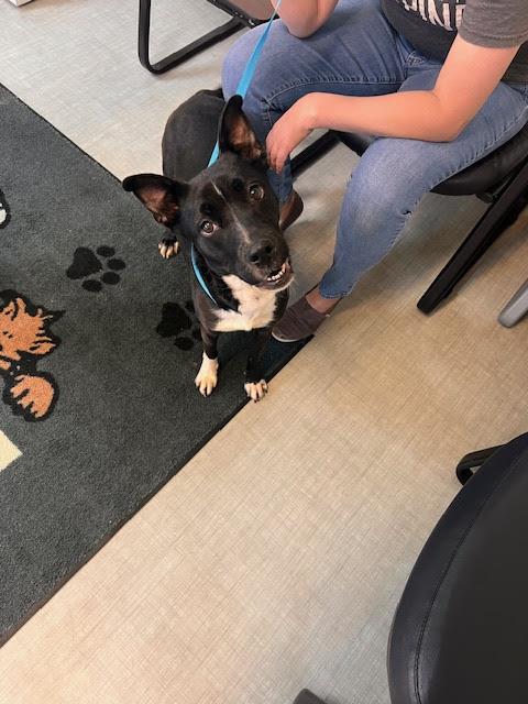 Kortland #A1388: Female Dog