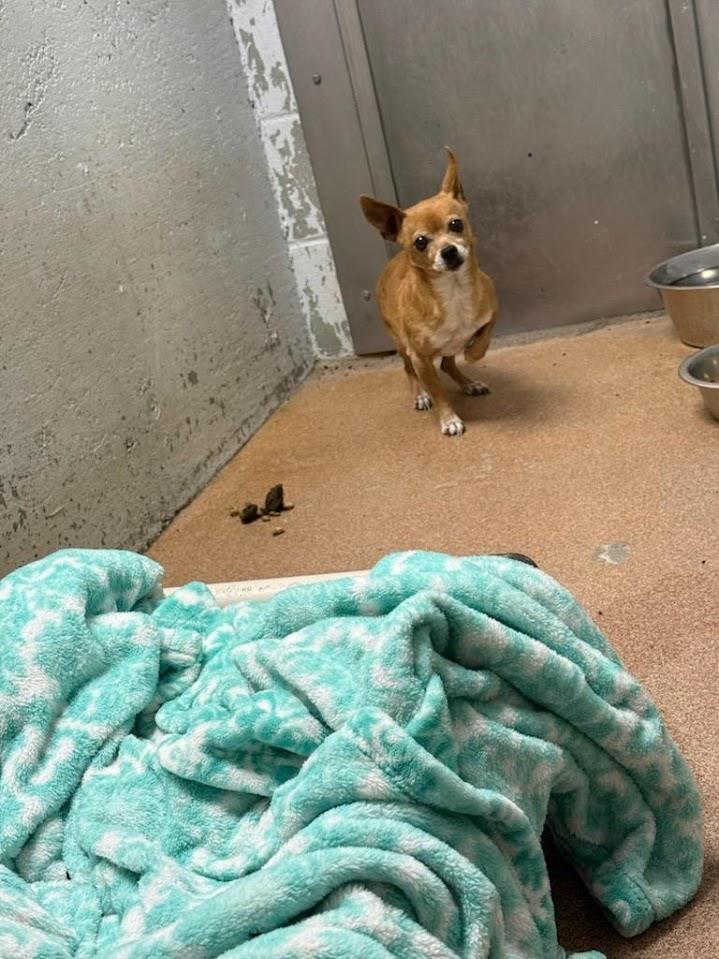 Tinsley #A1632: Female Dog