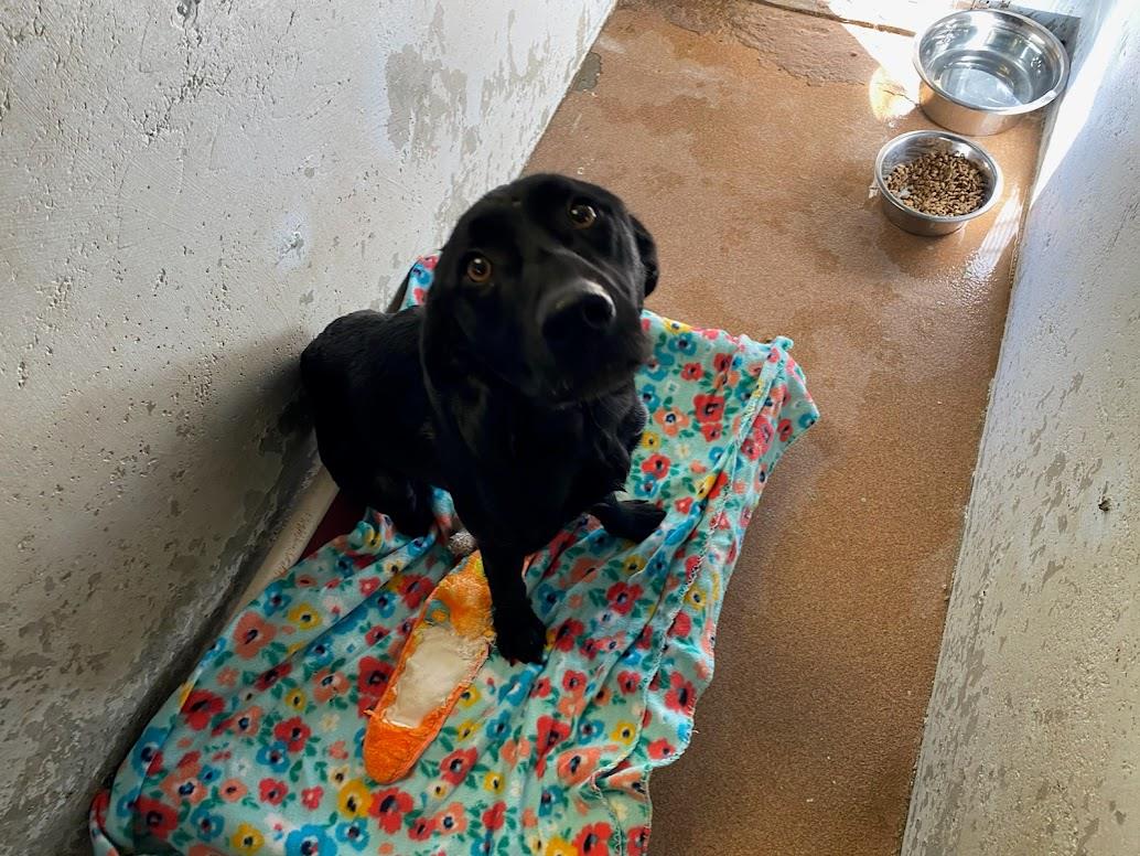 [No Name] #A1587: Male Dog