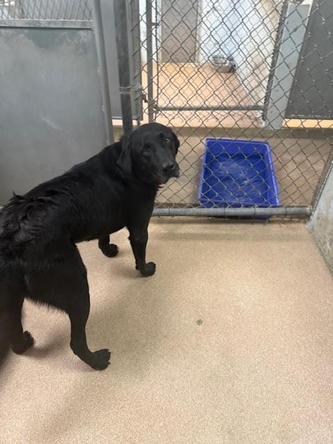 [No Name] #A1496: Female Dog
