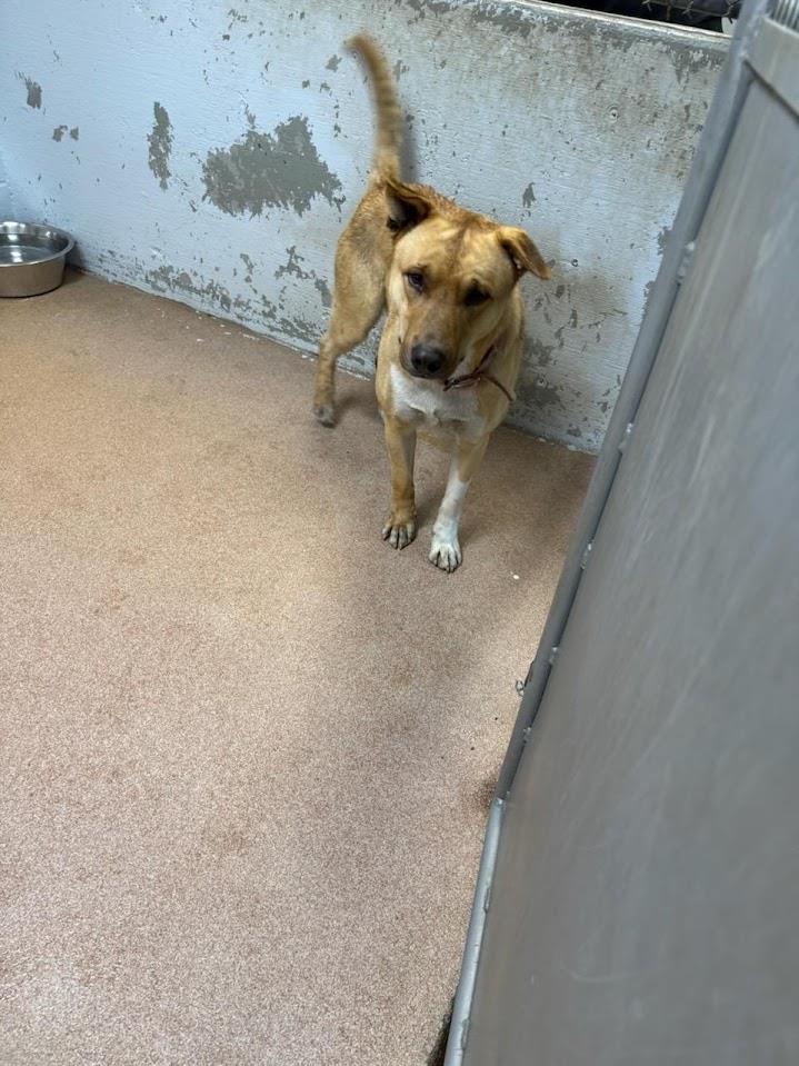 Skipper #A1651: Male Dog