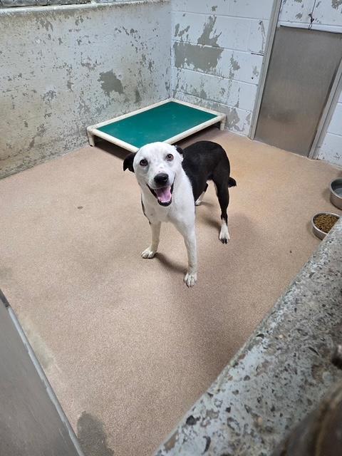 [No Name] #A1420: Male Dog