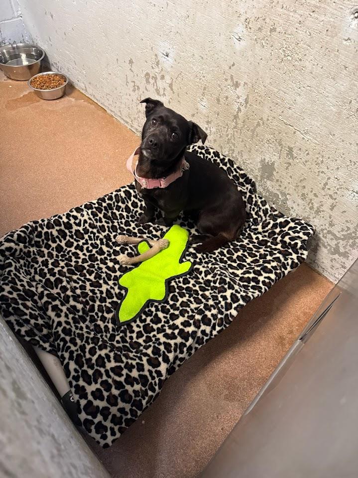 (Available For Adoption 3/20) #A1787: Female Dog