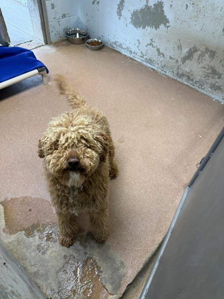 Remi #A1779: Male Dog