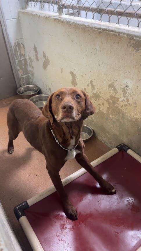 [No Name] #A1459: Female Dog