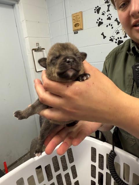 [No Name] #A1406: Male Dog