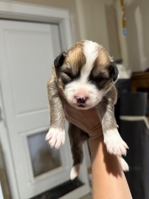 [No Name] #A1414: Male Dog