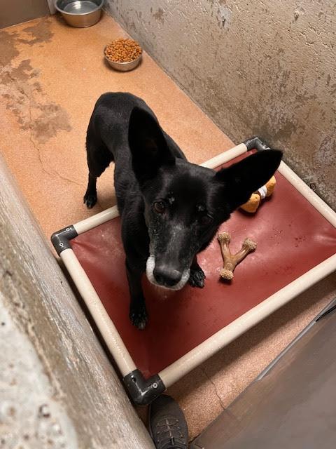 [No Name] #A1394: Female Dog
