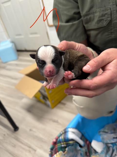[No Name] #A1445: Male Dog