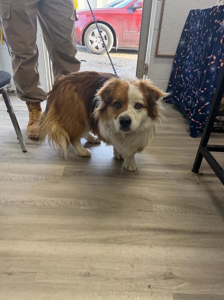 Peacan (Available For Adoption 2/10) #A1707: Female Dog