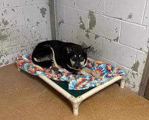 Annie #A1650: Female Dog