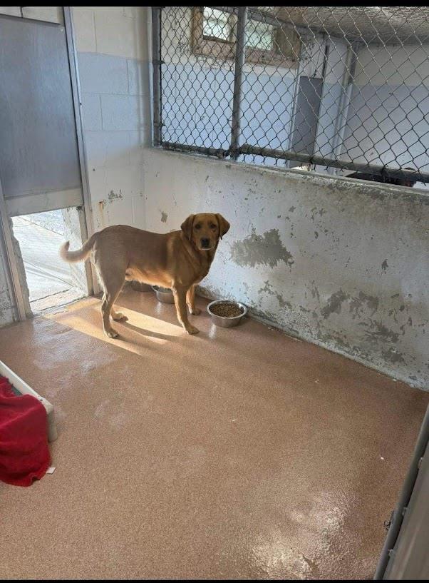 Jack #A1627: Male Dog