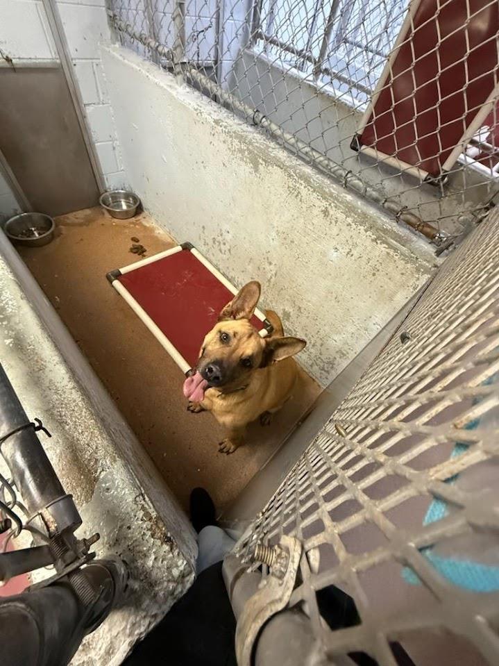 Rambo #A1631: Male Dog