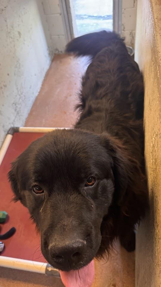 Frank #A1461: Male Dog