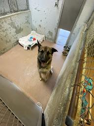 Hank #A1636: Male Dog