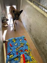 Zeus  #A1642: Male Dog