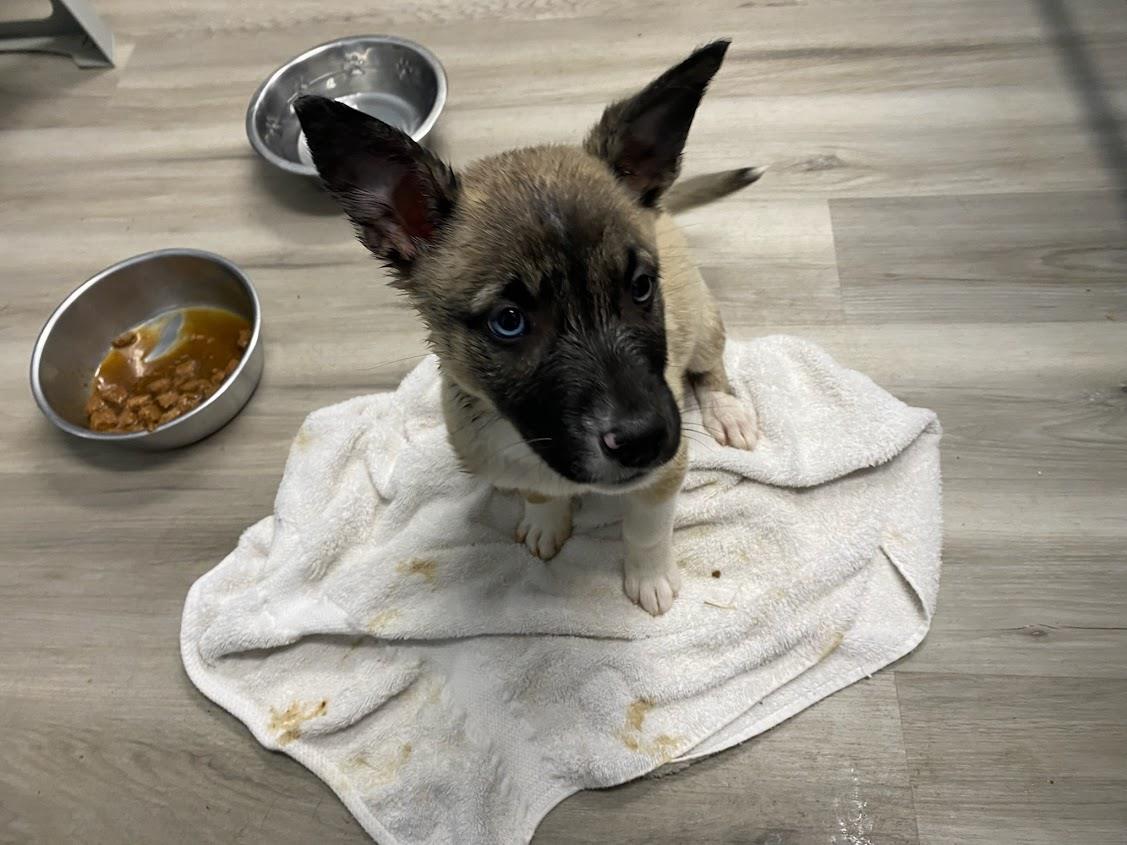 Willow #A1646: Female Dog