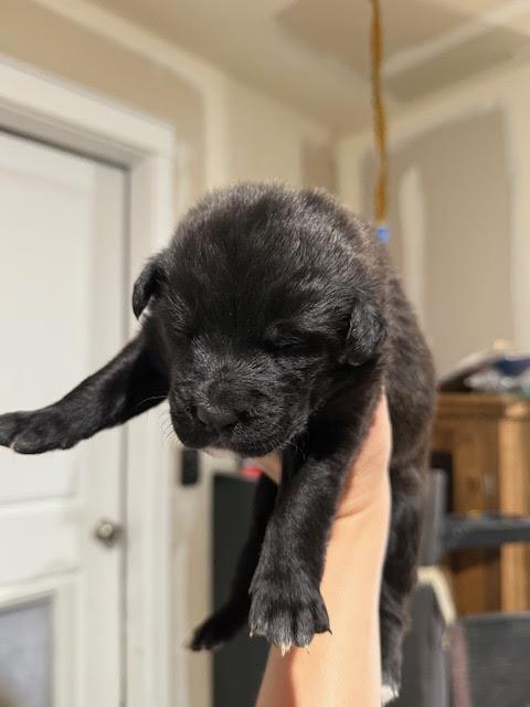 [No Name] #A1411: Male Dog
