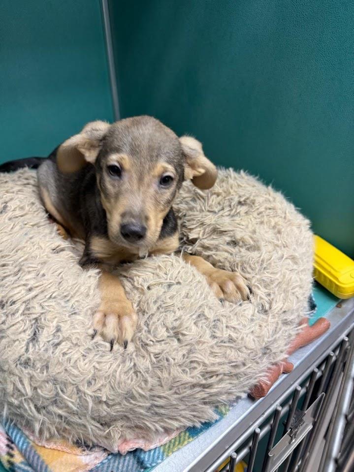 Dobby (Available For Adoption 1/16) #A1680: Male Dog