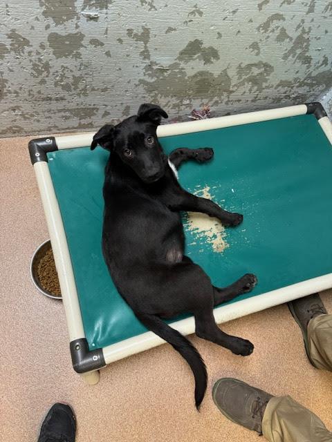 [No Name] #A1488: Female Dog