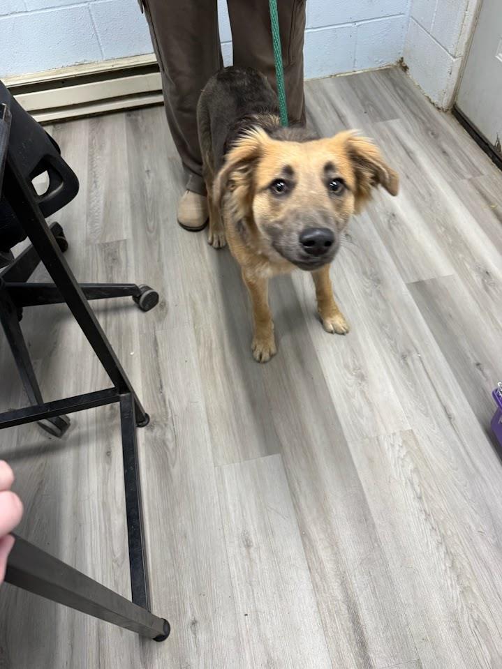 Bagels  #A1634: Female Dog