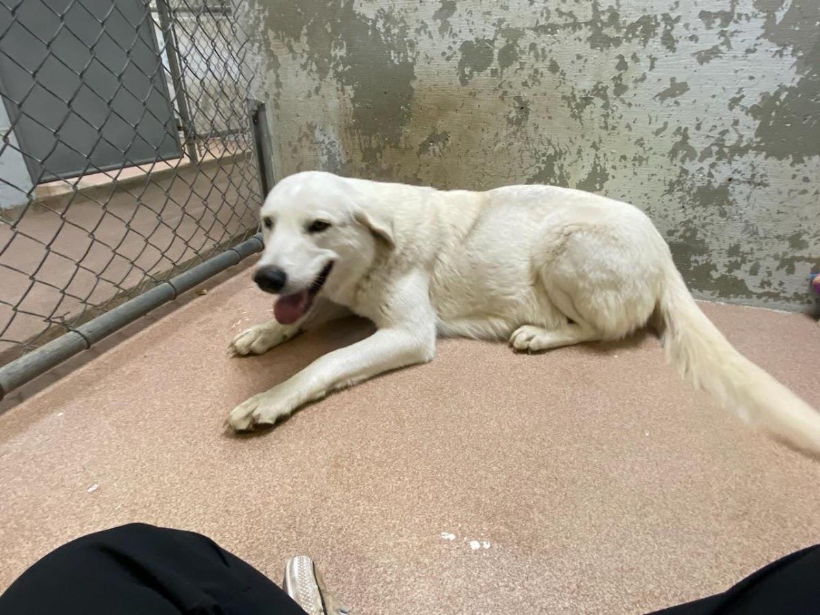 [No Name] #A1648: Female Dog