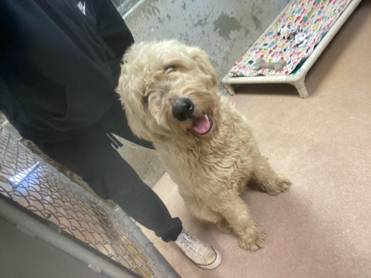 [No Name] #A1649: Male Dog