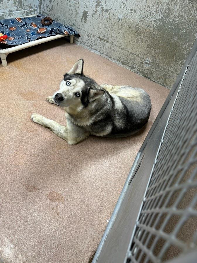 Sully #A1654: Male Dog