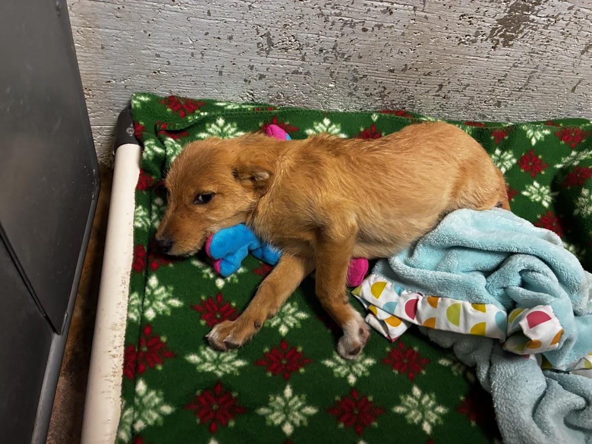 Tiny Tim #A1655: Male Dog