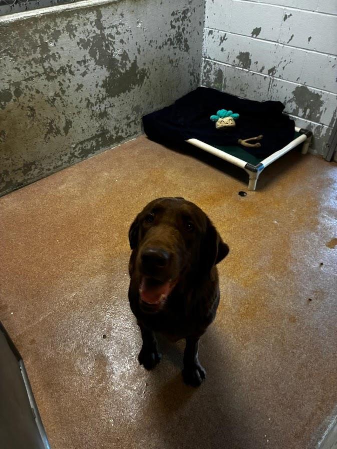 Aloe #A1656: Female Dog